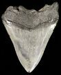Bargain Megalodon Tooth - South Carolina #45948-2